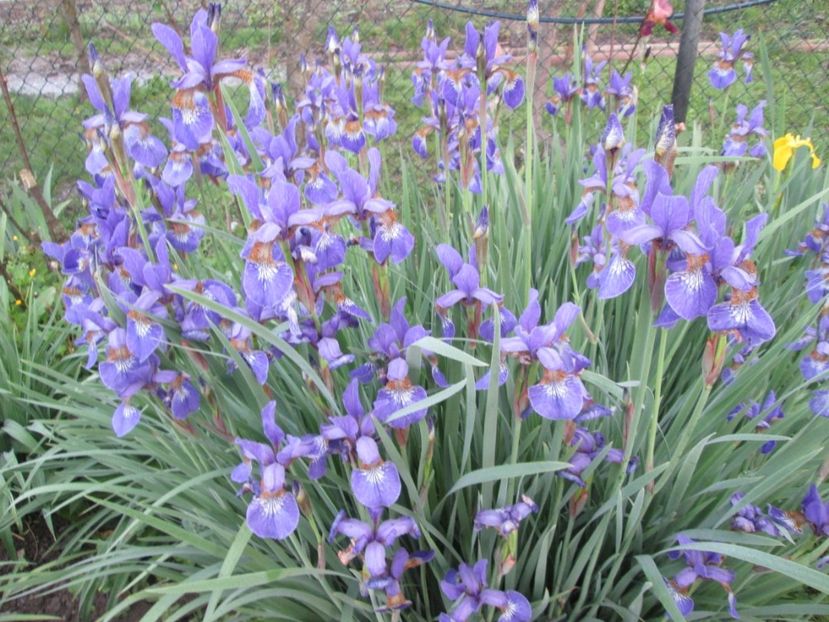 Iris Sibirica - Gradina cu irisi nr 1 in 2017