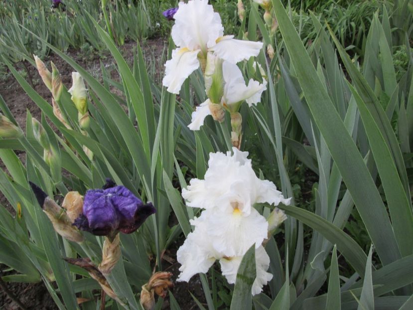  - Gradina cu irisi nr 1 in 2017