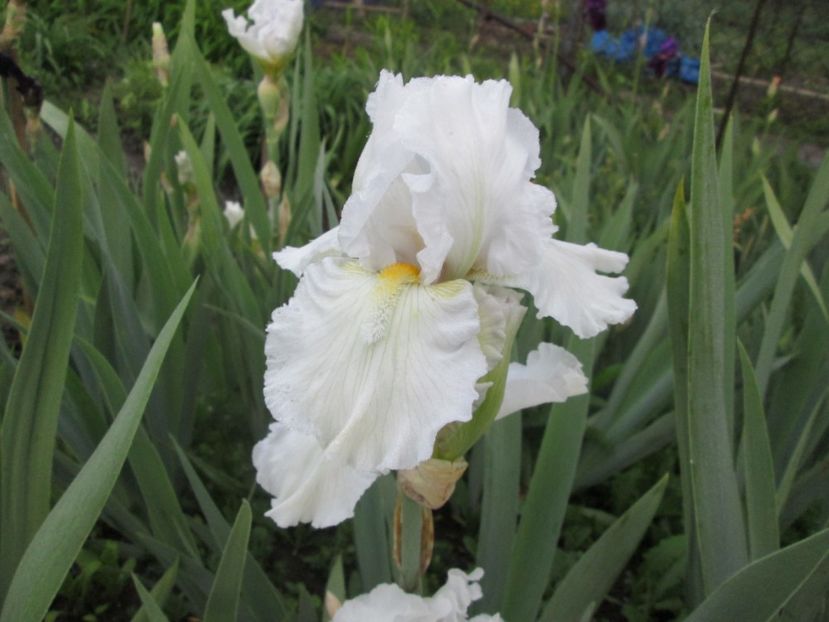  - Gradina cu irisi nr 1 in 2017