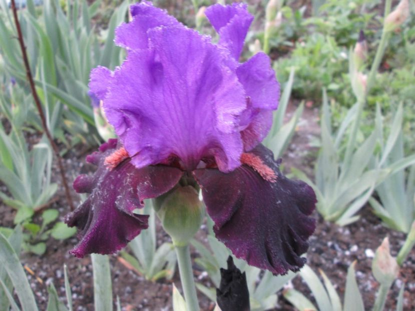  - Gradina cu irisi nr 1 in 2017