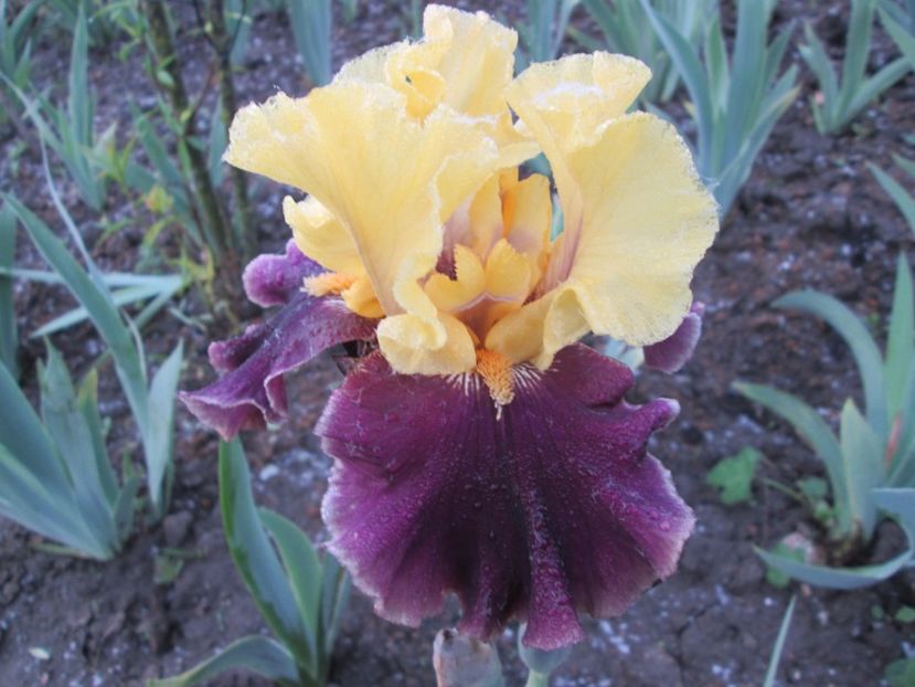  - Gradina cu irisi nr 1 in 2017