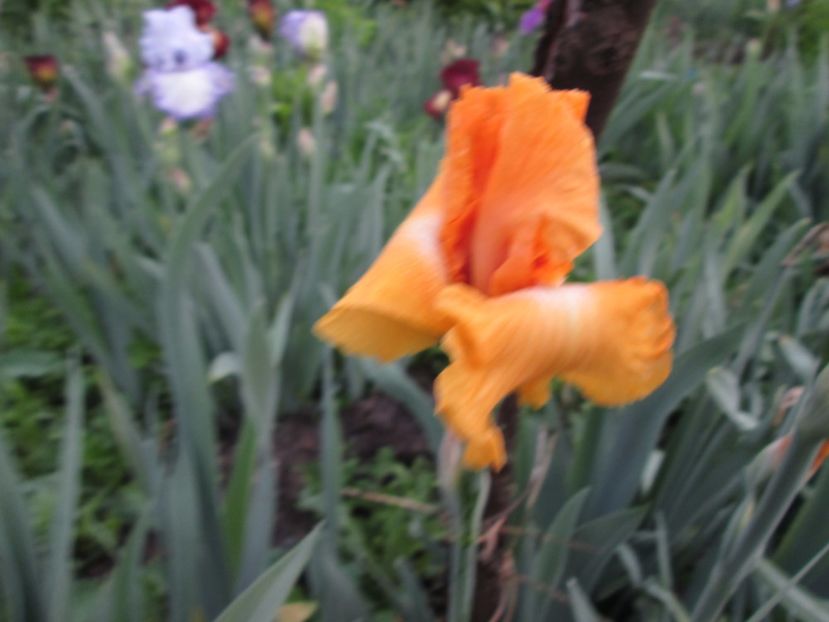  - Gradina cu irisi nr 1 in 2017