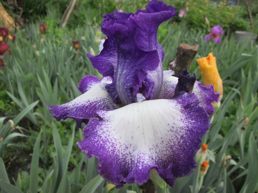  - Gradina cu irisi nr 1 in 2017