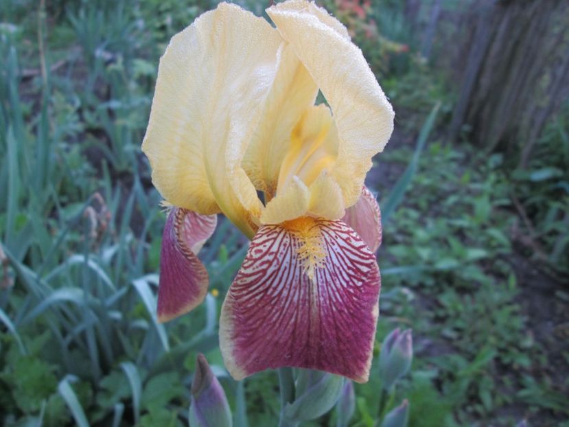  - Gradina cu irisi nr 1 in 2017