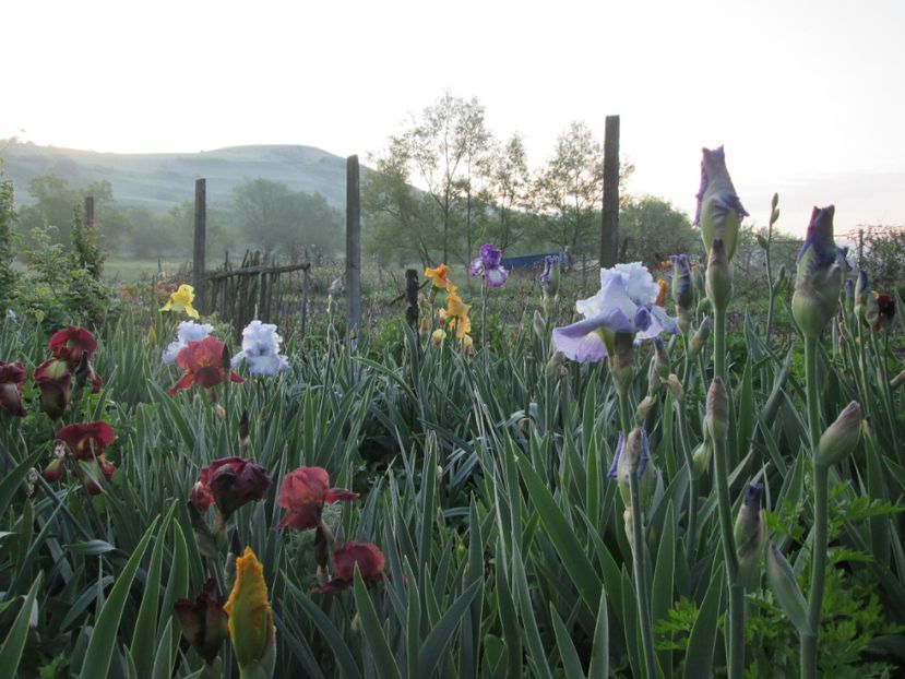  - Gradina cu irisi nr 1 in 2017
