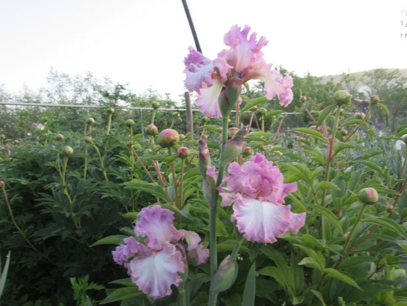  - Gradina cu irisi nr 1 in 2017