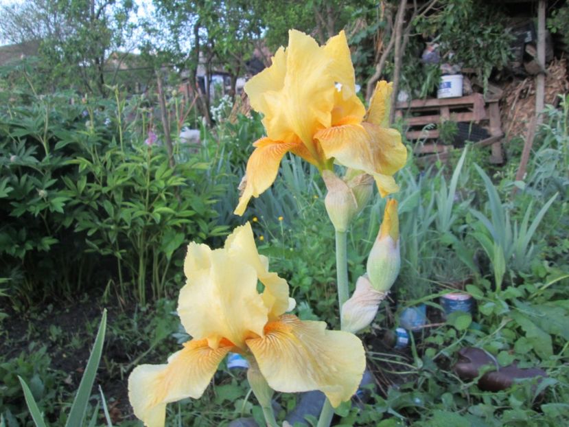  - Gradina cu irisi nr 1 in 2017