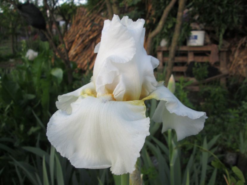  - Gradina cu irisi nr 1 in 2017