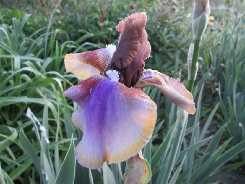  - Gradina cu irisi nr 1 in 2017