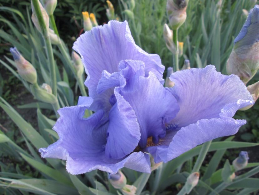  - Gradina cu irisi nr 1 in 2017