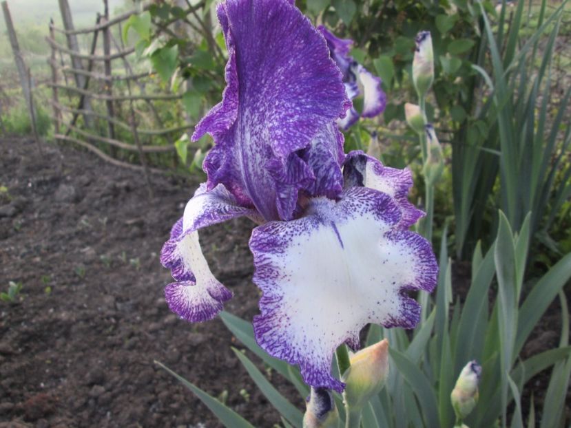  - Gradina cu irisi nr 1 in 2017