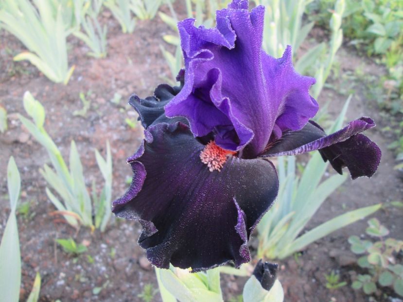  - Gradina cu irisi nr 1 in 2017