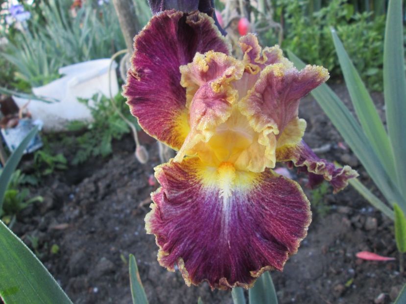  - Gradina cu irisi nr 1 in 2017