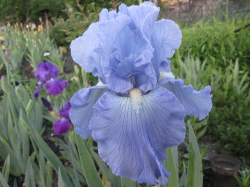  - Gradina cu irisi nr 1 in 2017
