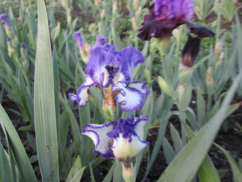  - Gradina cu irisi nr 1 in 2017