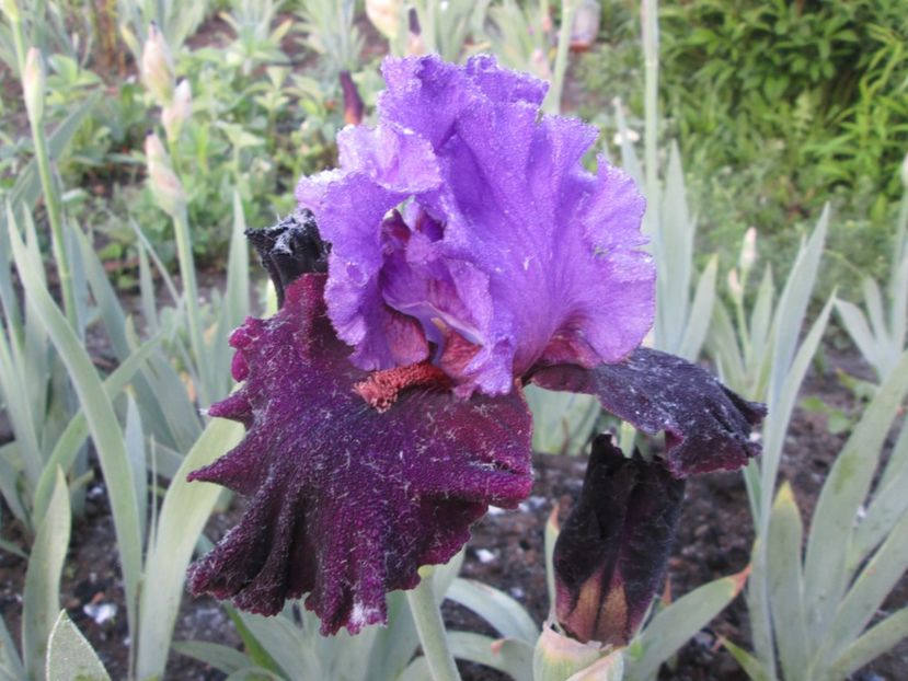  - Gradina cu irisi nr 1 in 2017