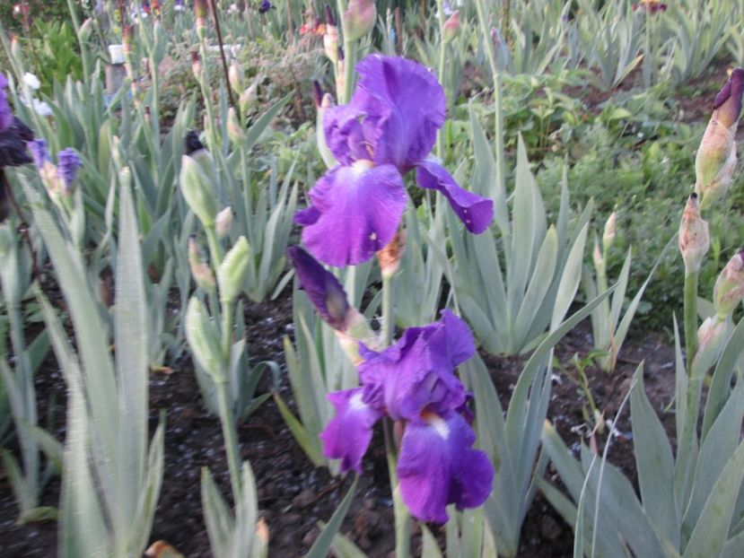  - Gradina cu irisi nr 1 in 2017