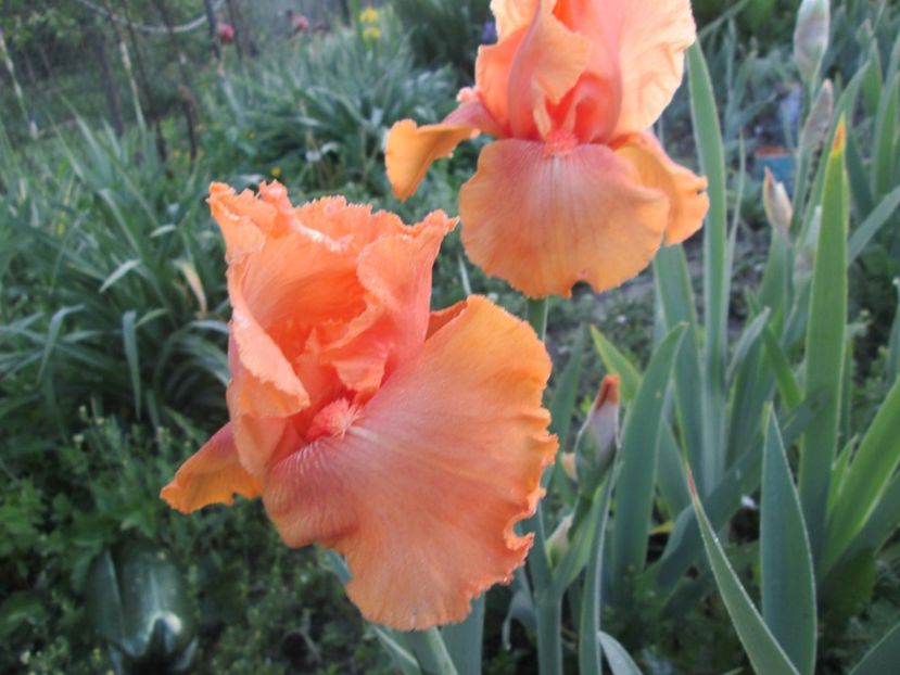  - Gradina cu irisi nr 1 in 2017