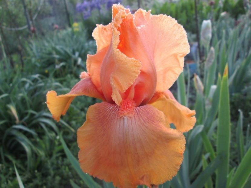  - Gradina cu irisi nr 1 in 2017