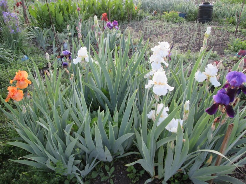  - Gradina cu irisi nr 1 in 2017