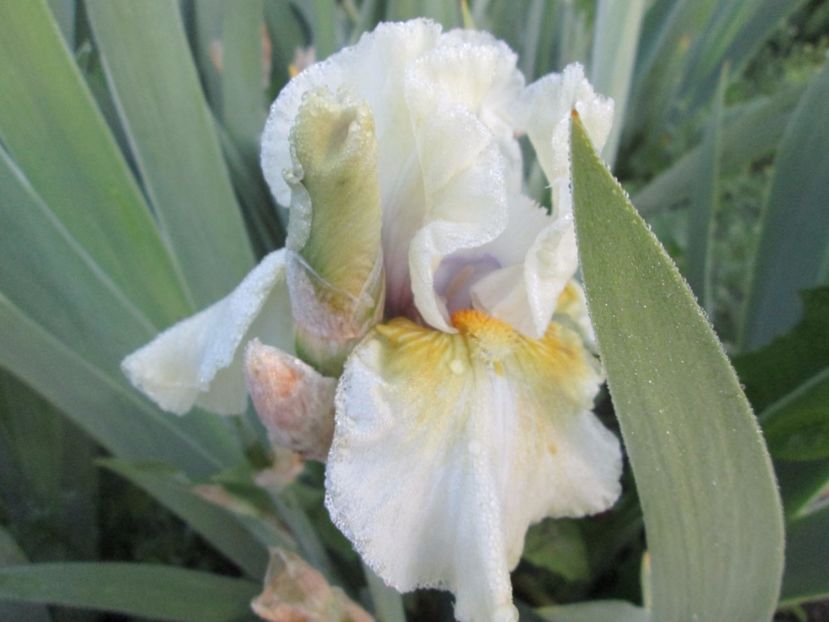  - Gradina cu irisi nr 1 in 2017