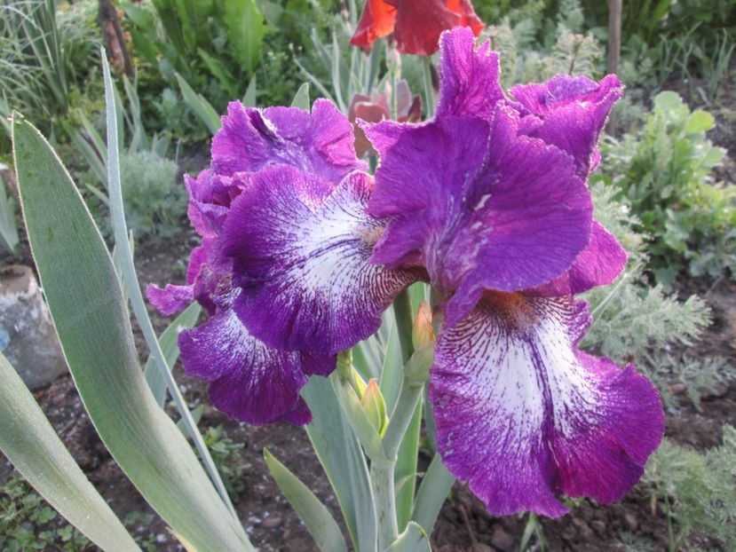  - Gradina cu irisi nr 1 in 2017