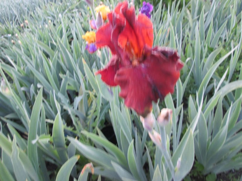  - Gradina cu irisi nr 1 in 2017