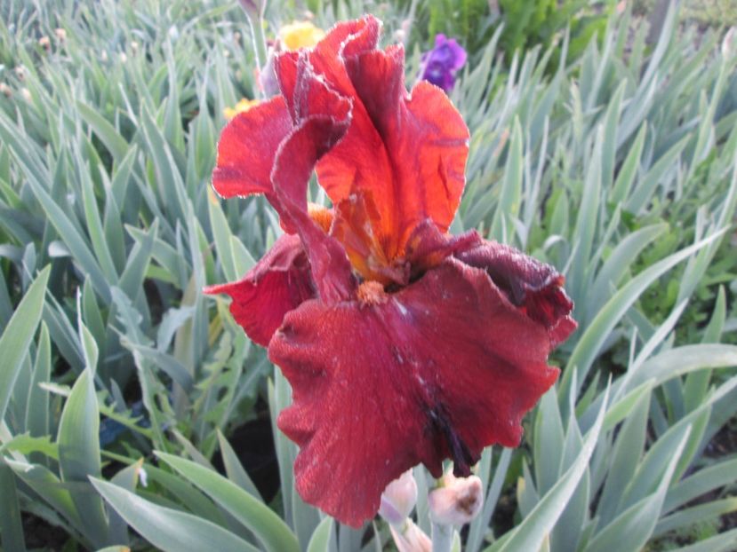  - Gradina cu irisi nr 1 in 2017