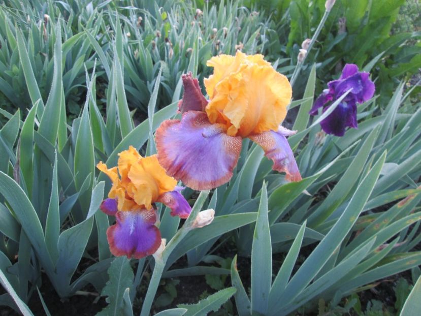  - Gradina cu irisi nr 1 in 2017