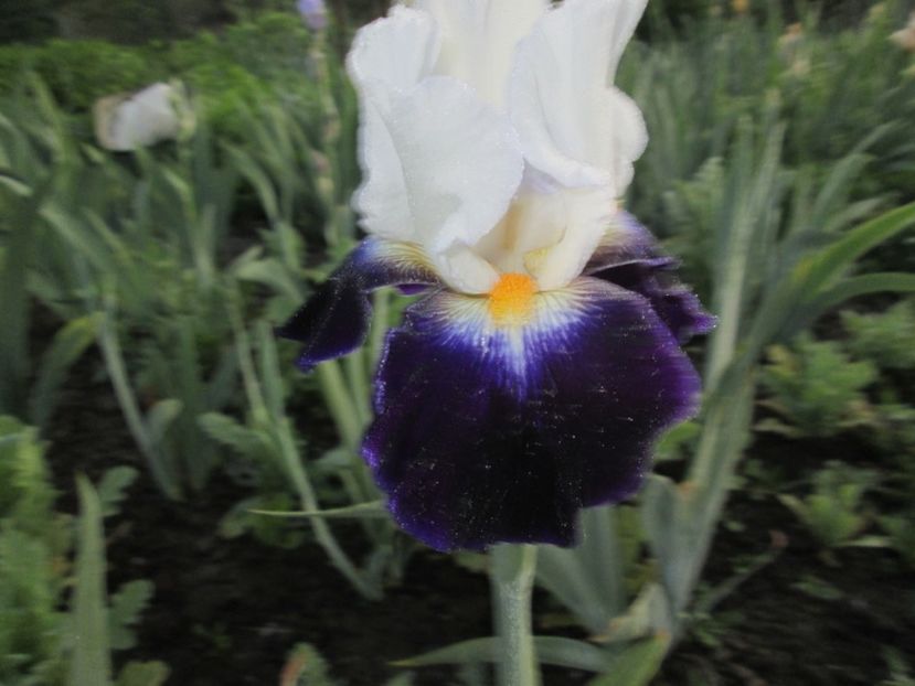  - Gradina cu irisi nr 1 in 2017