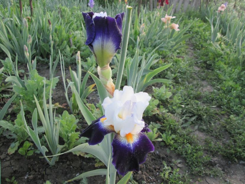  - Gradina cu irisi nr 1 in 2017