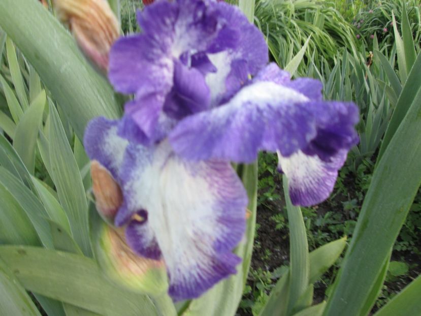  - Gradina cu irisi nr 1 in 2017