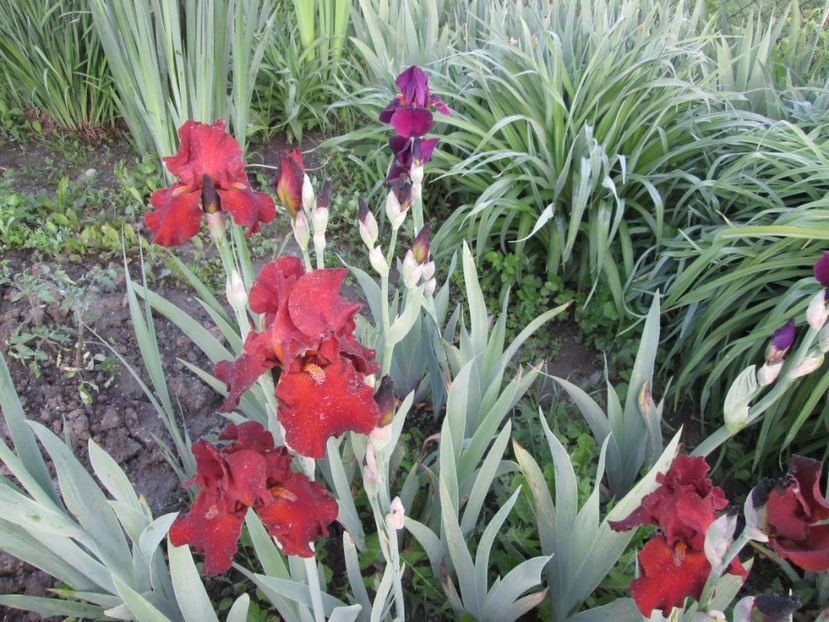  - Gradina cu irisi nr 1 in 2017