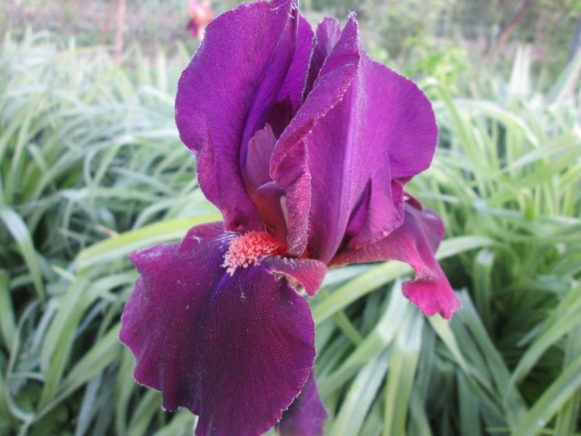  - Gradina cu irisi nr 1 in 2017