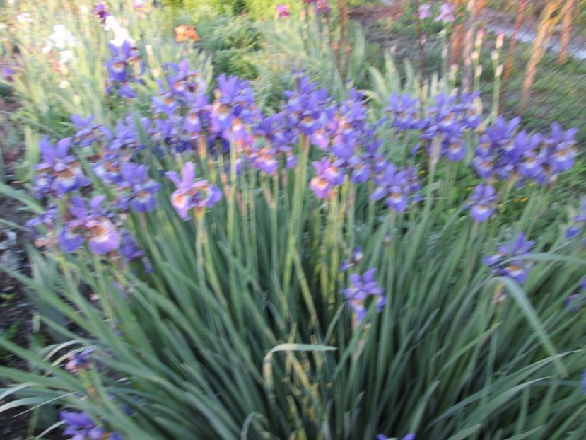  - Gradina cu irisi nr 1 in 2017