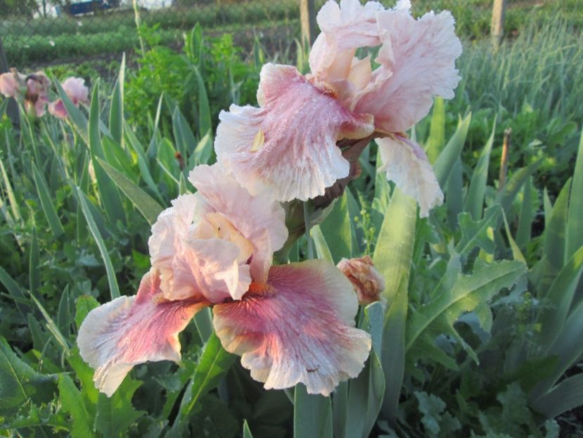  - Gradina cu irisi nr 1 in 2017