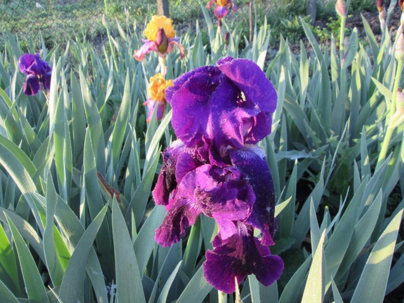  - Gradina cu irisi nr 1 in 2017