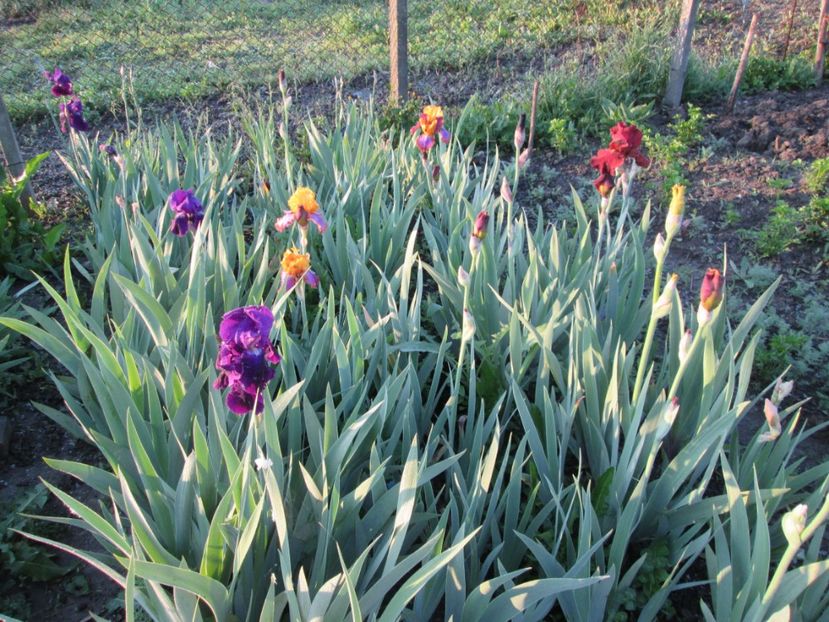  - Gradina cu irisi nr 1 in 2017
