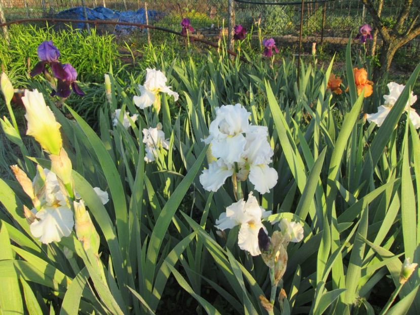  - Gradina cu irisi nr 1 in 2017