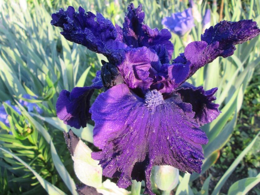  - Gradina cu irisi nr 1 in 2017