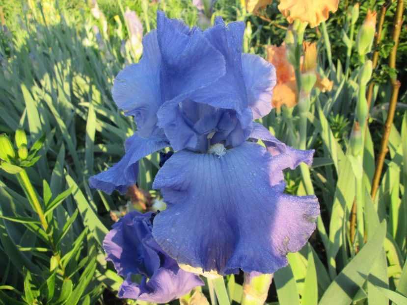  - Gradina cu irisi nr 1 in 2017