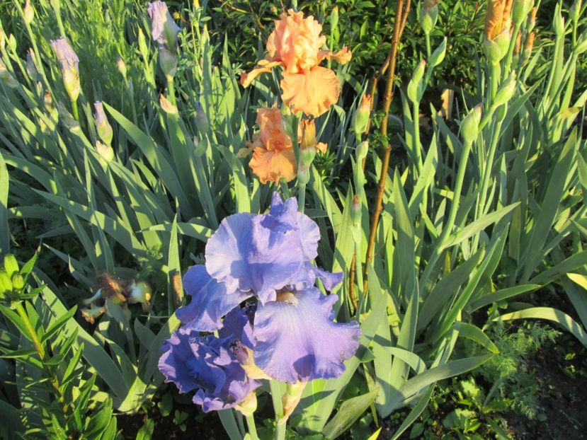  - Gradina cu irisi nr 1 in 2017