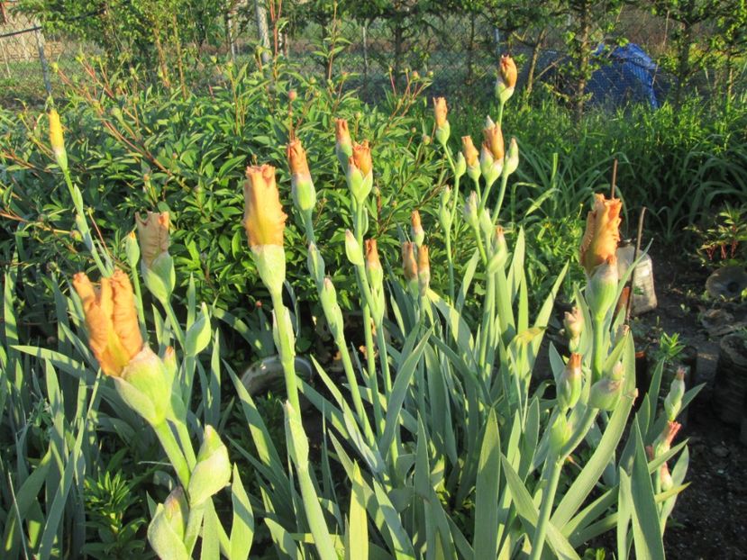  - Gradina cu irisi nr 1 in 2017