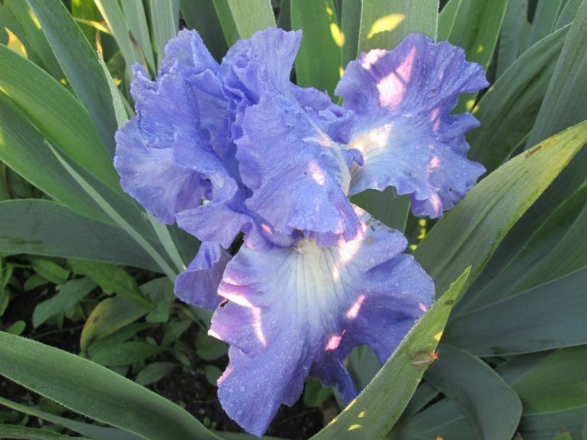  - Gradina cu irisi nr 1 in 2017