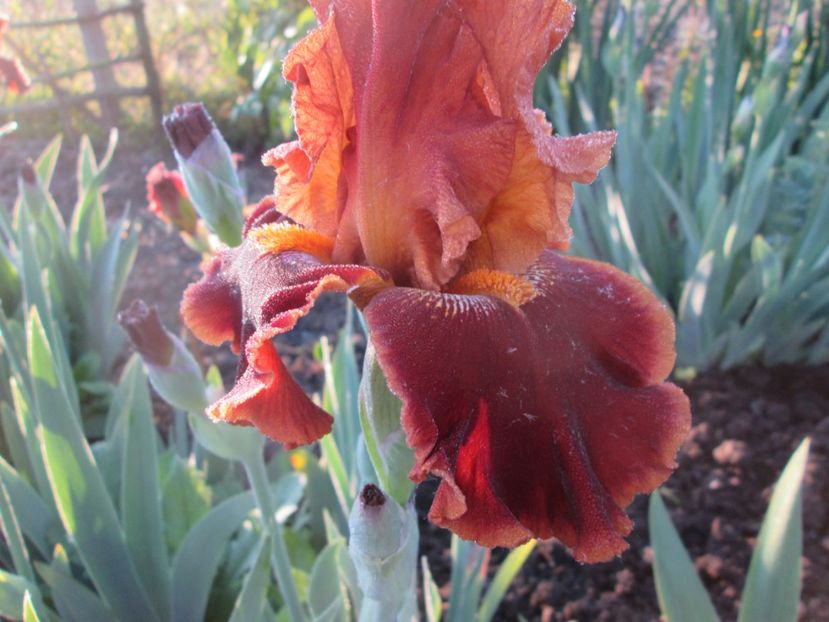  - Gradina cu irisi nr 1 in 2017