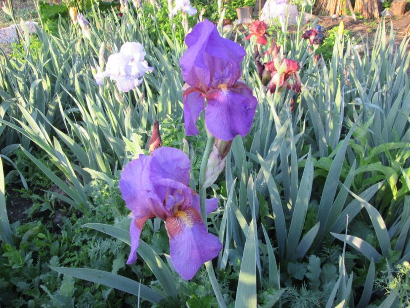  - Gradina cu irisi nr 1 in 2017