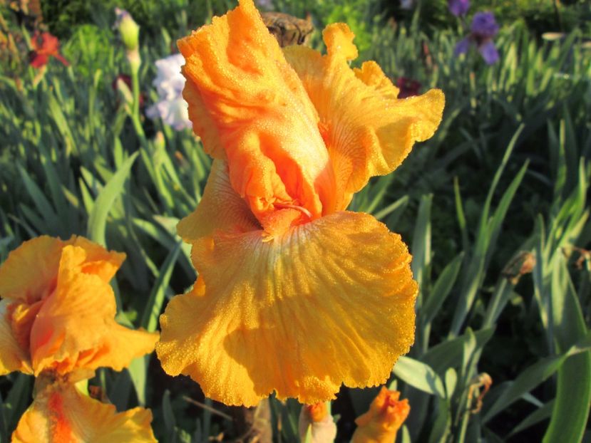  - Gradina cu irisi nr 1 in 2017