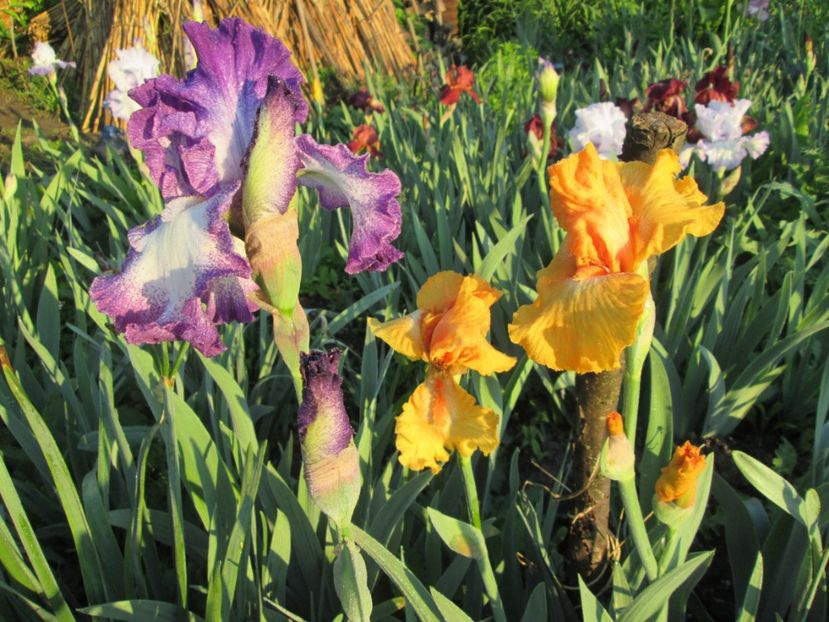  - Gradina cu irisi nr 1 in 2017