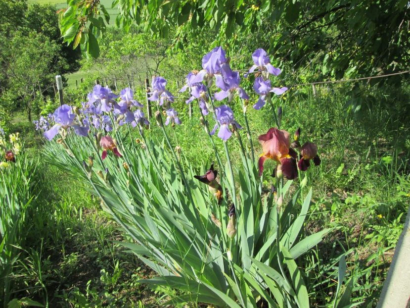  - Gradina cu irisi nr 1 in 2017