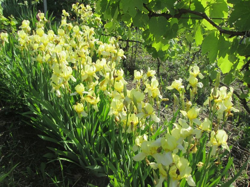  - Gradina cu irisi nr 1 in 2017